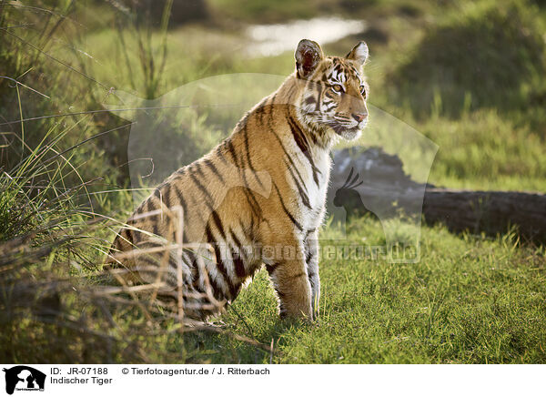 Indischer Tiger / Bengal Tiger / JR-07188