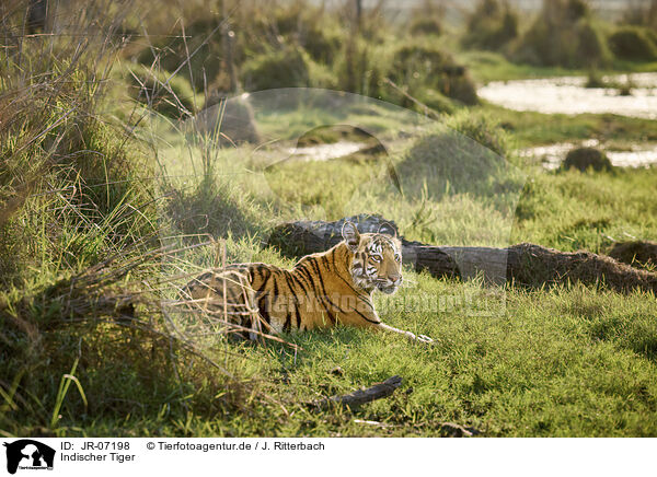 Indischer Tiger / Bengal Tiger / JR-07198