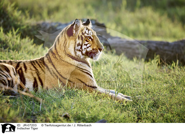 Indischer Tiger / Bengal Tiger / JR-07203