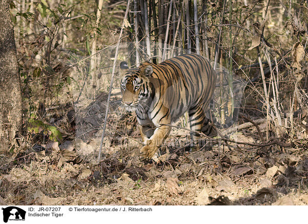 Indischer Tiger / Bengal Tiger / JR-07207