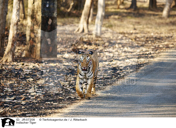 Indischer Tiger / Bengal Tiger / JR-07208