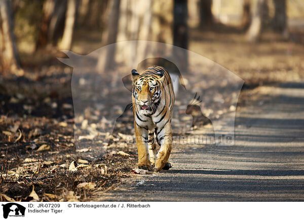 Indischer Tiger / Bengal Tiger / JR-07209