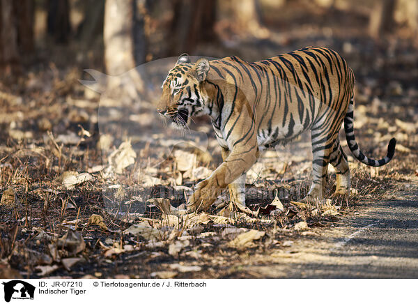 Indischer Tiger / Bengal Tiger / JR-07210