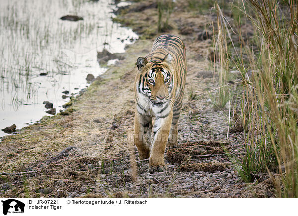 Indischer Tiger / Bengal Tiger / JR-07221