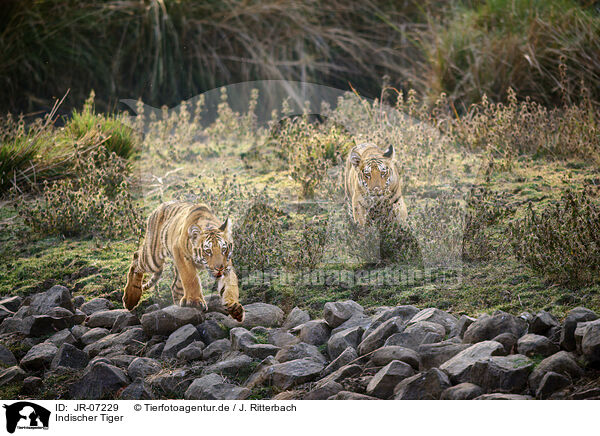 Indischer Tiger / Bengal Tiger / JR-07229