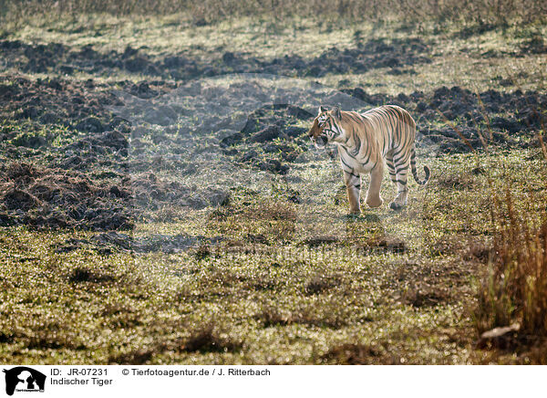 Indischer Tiger / Bengal Tiger / JR-07231