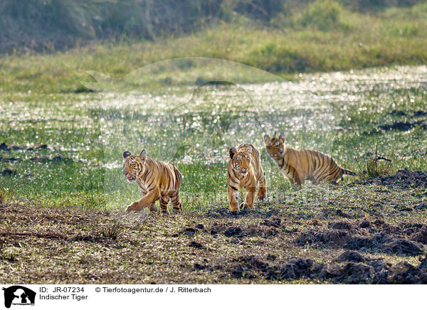 Indischer Tiger / Bengal Tiger / JR-07234