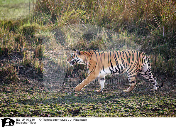 Indischer Tiger / Bengal Tiger / JR-07236