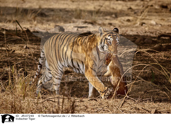 Indischer Tiger / Bengal Tiger / JR-07249
