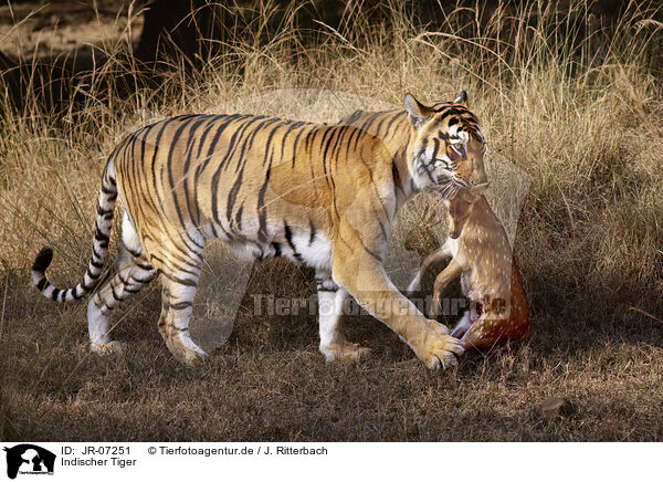 Indischer Tiger / Bengal Tiger / JR-07251