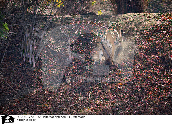 Indischer Tiger / Bengal Tiger / JR-07253