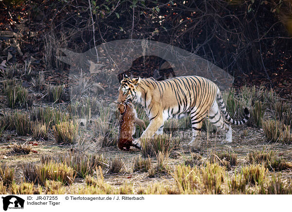 Indischer Tiger / Bengal Tiger / JR-07255
