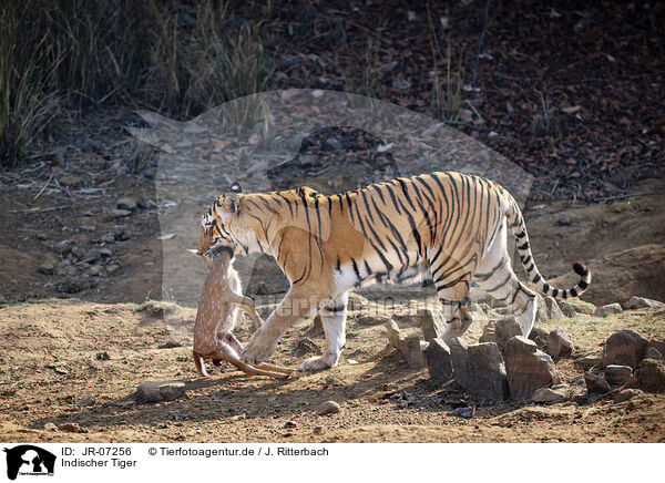 Indischer Tiger / Bengal Tiger / JR-07256