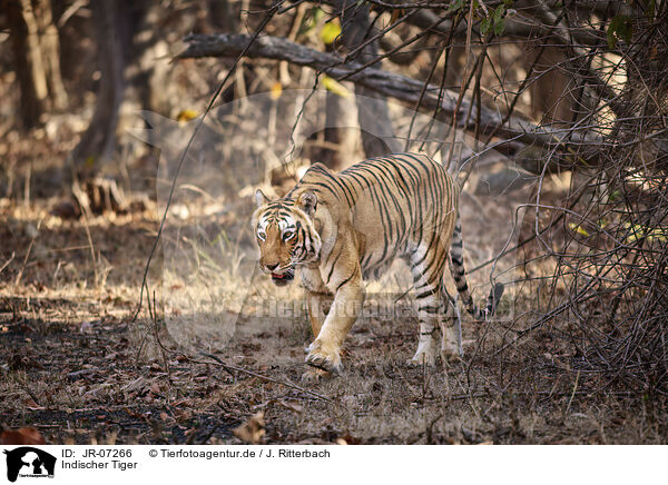 Indischer Tiger / Bengal Tiger / JR-07266