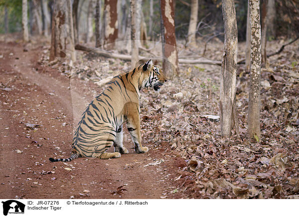 Indischer Tiger / Bengal Tiger / JR-07276