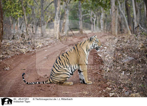 Indischer Tiger / Bengal Tiger / JR-07281