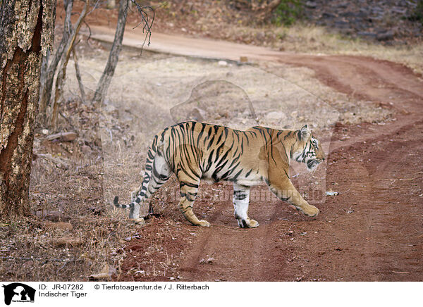 Indischer Tiger / Bengal Tiger / JR-07282