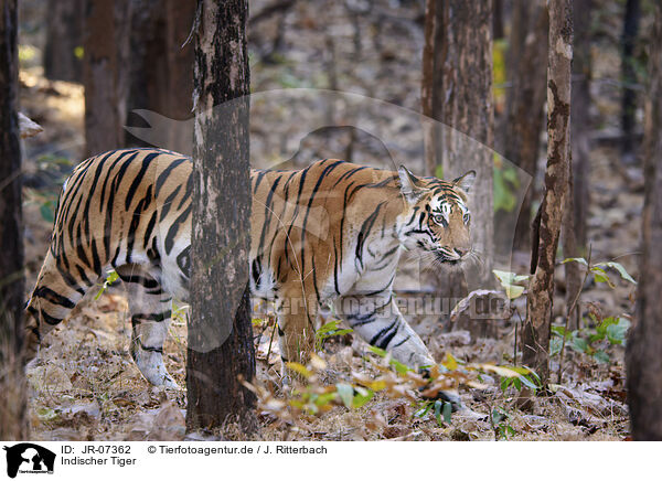 Indischer Tiger / Bengal Tiger / JR-07362