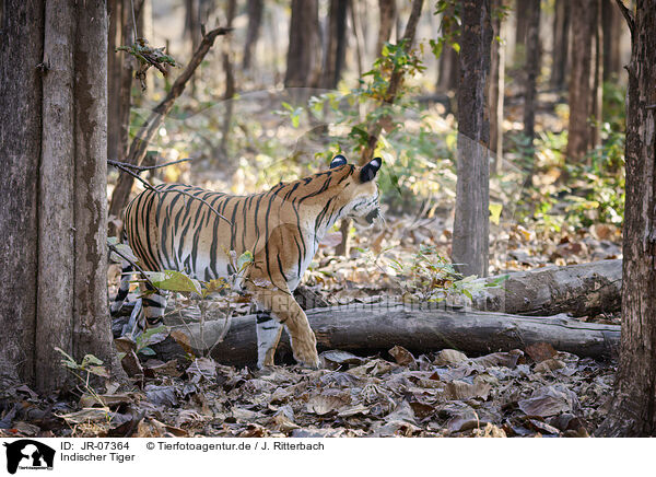 Indischer Tiger / Bengal Tiger / JR-07364