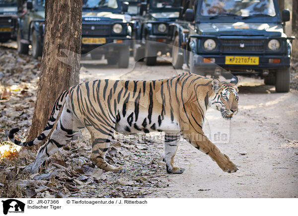 Indischer Tiger / Bengal Tiger / JR-07366