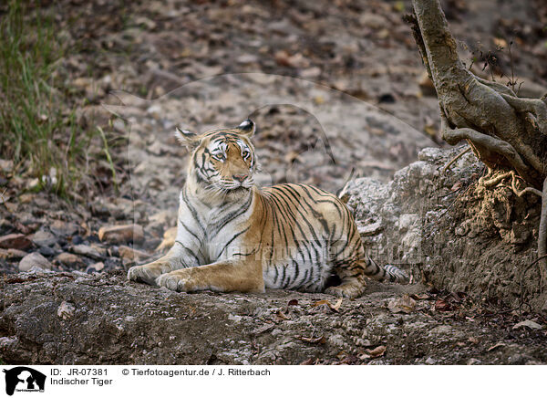 Indischer Tiger / Bengal Tiger / JR-07381