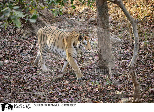 Indischer Tiger / Bengal Tiger / JR-07384