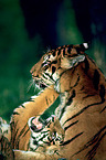 Indische Tiger