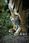 Indische Tiger