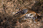 Indischer Tiger