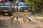 Indischer Tiger