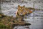 Indischer Tiger
