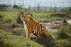 Indischer Tiger