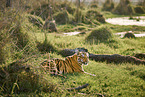 Indischer Tiger