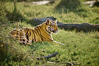 Indischer Tiger