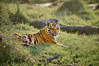 Indischer Tiger