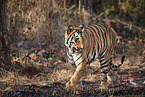 Indischer Tiger