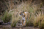 Indischer Tiger