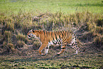 Indischer Tiger