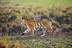 Indischer Tiger