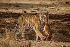 Indischer Tiger