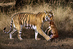 Indischer Tiger