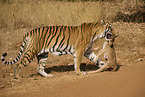 Indischer Tiger