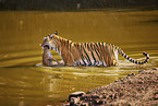 Indischer Tiger