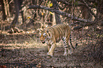 Indischer Tiger