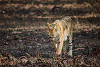 Indischer Tiger