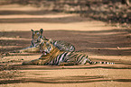 Indischer Tiger