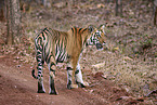 Indischer Tiger