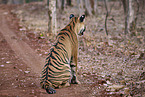 Indischer Tiger