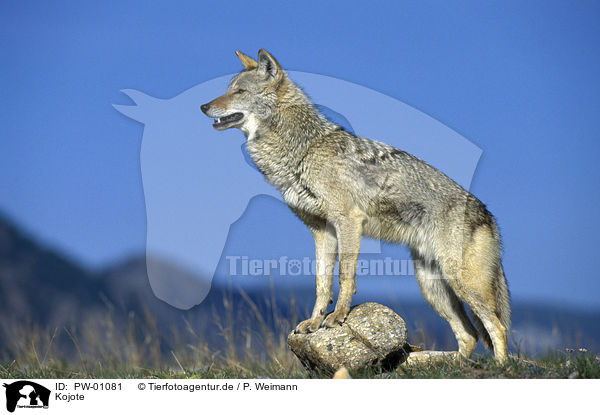 Kojote / Coyote / PW-01081