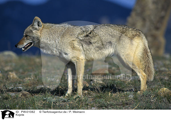 Kojote / Coyote / PW-01082
